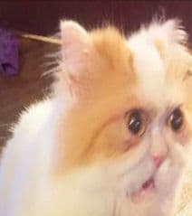 lkjfsdfs - image blurred placeholder