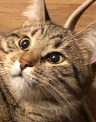 lkjfsdfs - image blurred placeholder