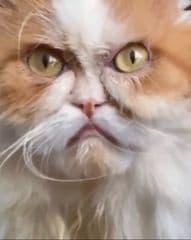 Beautiful Villa with sea view - image blurred placeholder