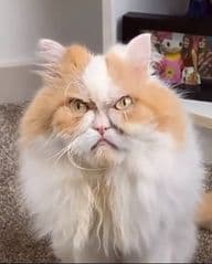 Beautiful Villa with sea view - image blurred placeholder