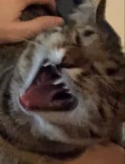 Table - image blurred placeholder