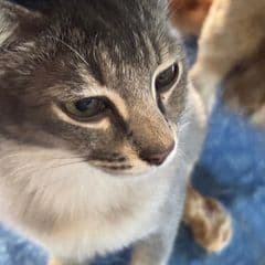 Cat Tt avatar