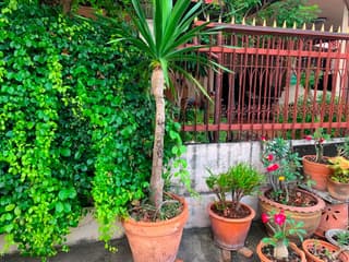 ต้นจันผา - image blurred placeholder