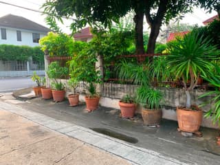 ต้นจันผา - image blurred placeholder
