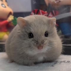 Napapatch avatar