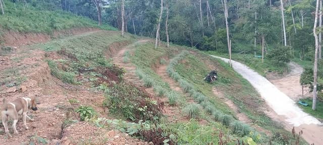 Land for sale, suitable for durian cultivation, Bala Subdistrict, Kabang District, Yala Province