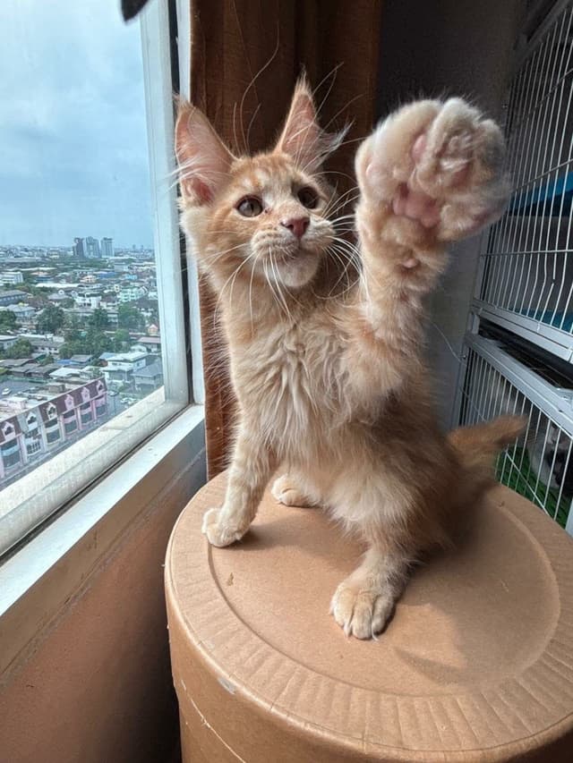 แมวเมนคูน