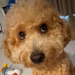 Tony avatar