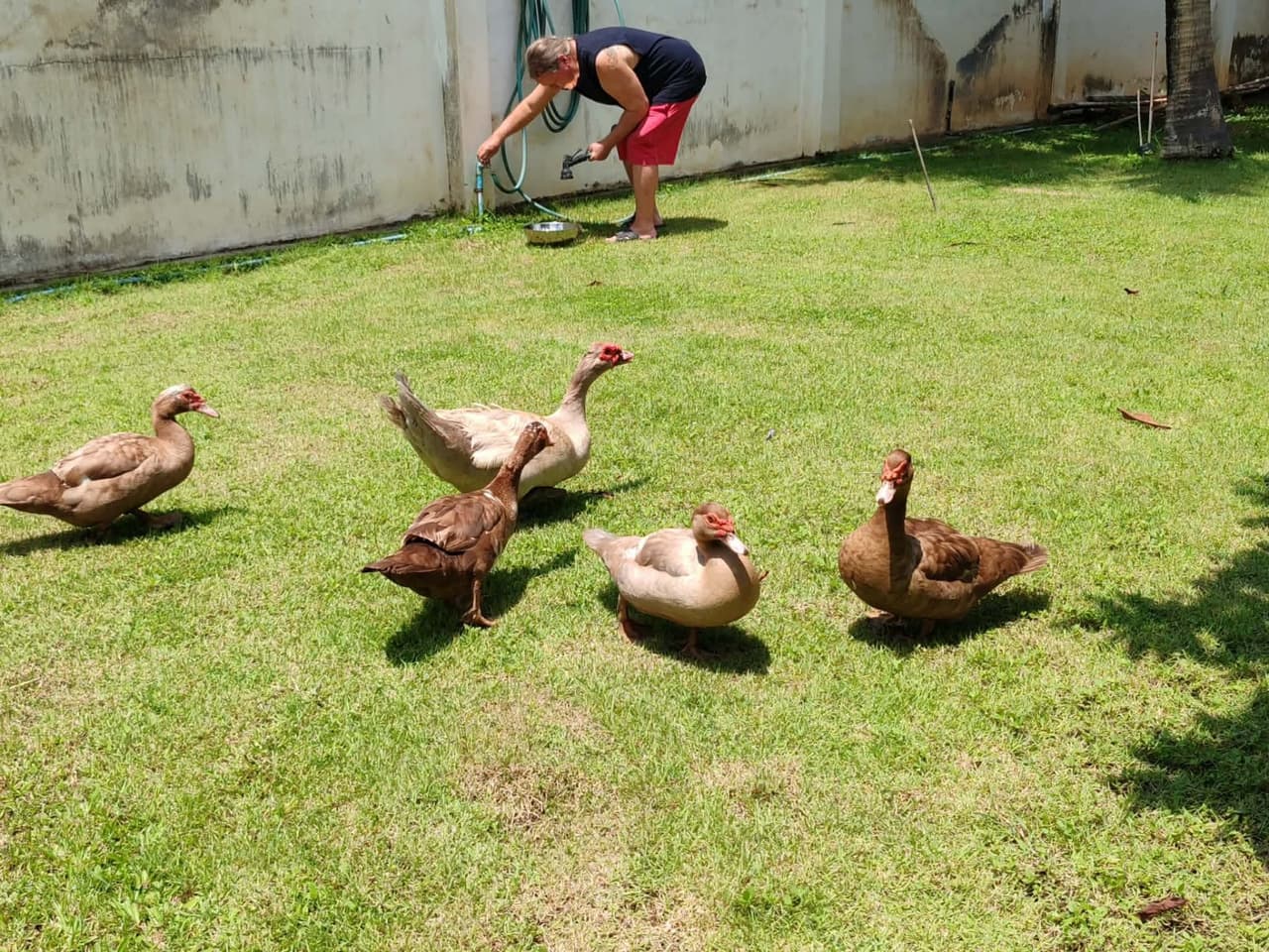 เป็ดมัสโควี่สีหวาน,ไก่สวยงาม