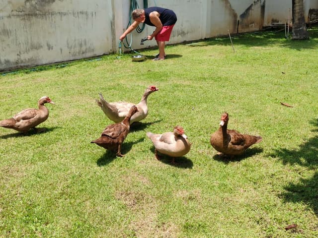 Pastel-Colored Muscovy Ducks, Ornamental Chickens