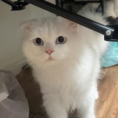 Creamy avatar