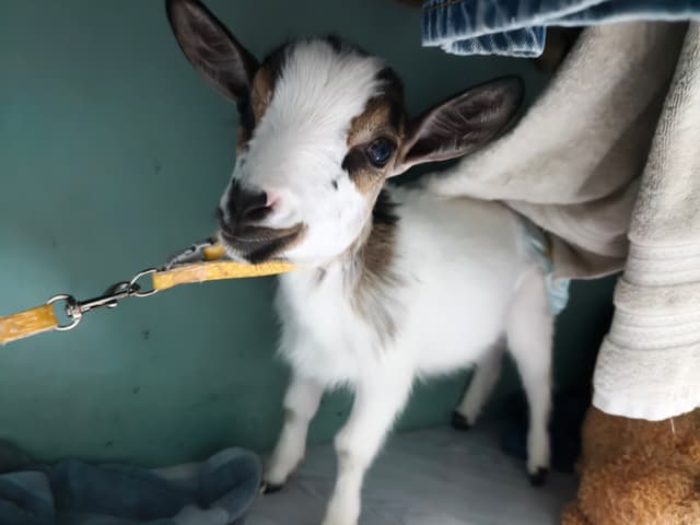 Mini Pygmy Dwarf Goat
