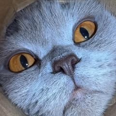 Darcy S avatar
