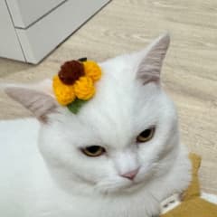Faii avatar