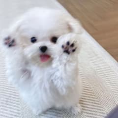 น้องมอลทีส avatar