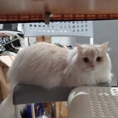 Miwyou avatar