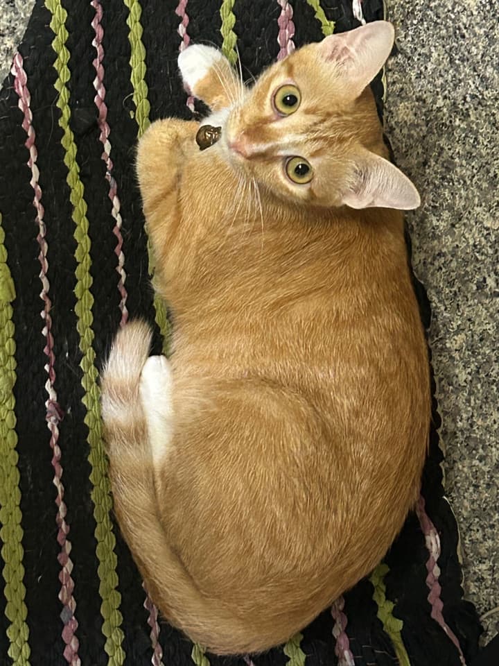 Рыжий (кот)