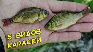 Fresh FISH - image blurred placeholder