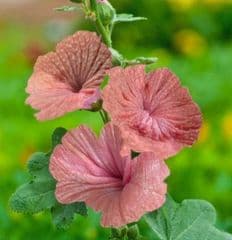 Toyota Hilux Revo 2.8 G AT, 2022, 20,000KM - Excellent Condition! - image blurred placeholder