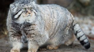 Pussy cat - image blurred placeholder