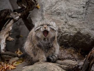 Pussy cat - image blurred placeholder